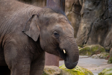 Fototapeta premium elephant in the zoo