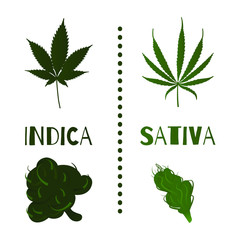 Set of cannabis varieties on white background.Vector illustration