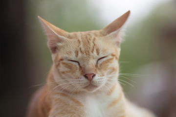 portrait of a cat, cat lying on the table