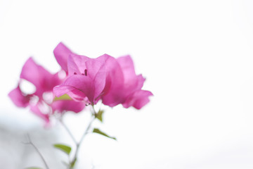 Fototapeta na wymiar Close up bougainvillea pink flowers on white background,copy space