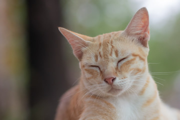 portrait of a cat, cat lying on the table