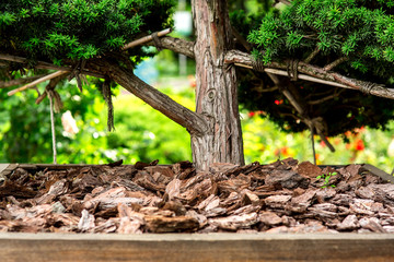 Fototapeta premium Bark tree mulching close up at the trunk of a Chinese tree.