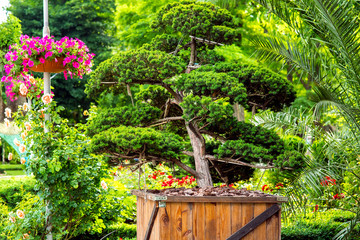 A Chinese tree in a wooden flowerpot with mulching by the bark of a tree in a garden with green areas  petunias and roses on background.