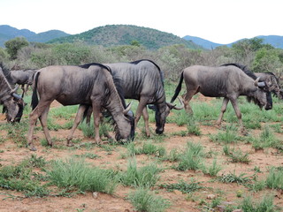 Wildebeest, Pilanesberg National Park, South Africa