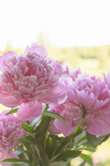 Obraz premium Pink peonies