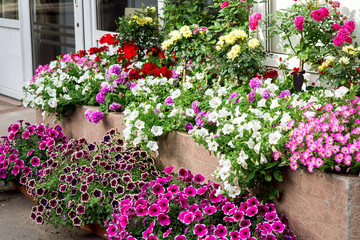 Flowerpots with multi-colored petunia flowers on the counter at the shop selling plants for the garden.