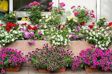Flowerpots with colorful petunia flowers on the shop selling plants for the garden, front view.