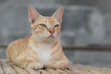 portrait of a cat, cat lying on the table