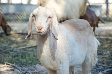 white goat smile at camera