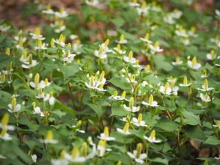 ドクダミの群生　春の花