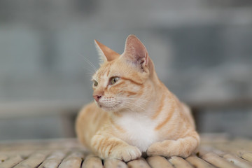 portrait of a cat, cat lying on the table