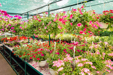 Obraz premium market with shelves selling petunia red and pink color for landscaping flower beds and backyard decor.