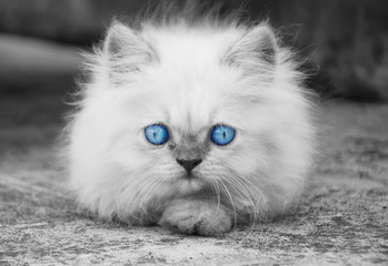 black and white cat with blue eye