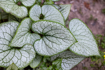 Heartleaf brunnera, Siberian bugloss ( Brunnera macrophylla 'Jack Frost ') in garden