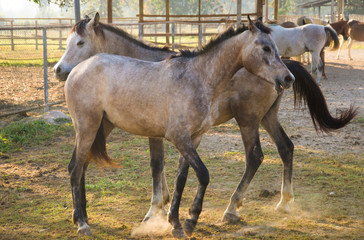 Obraz premium grey horse walk in farm