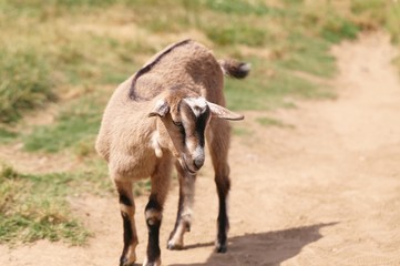 ヤギ　アルパイン種