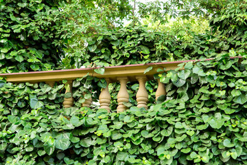 Balustrades overgrown plants, close up of a building element in an eco friendly environment classical style architecture, side view nobody.