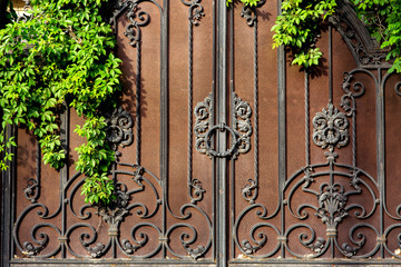 iron forged gate with rust green climbing leafy plant, close up.