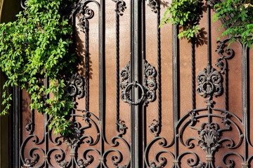 iron forged gate with rust with green climbing leafy plant, close up detail.