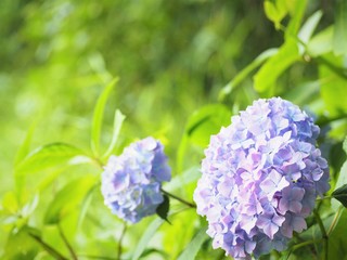 晴れた日のアジサイの花　初夏