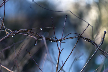 rain drops on bare twigs early morning in winter