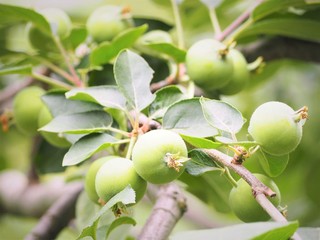 林檎の若い実　初夏