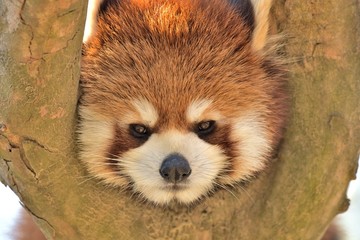 レッサーパンダ