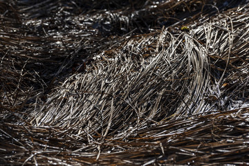 reflections of frozen grass early in the morning in winter