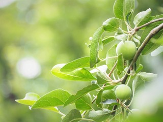 林檎の若い実　初夏