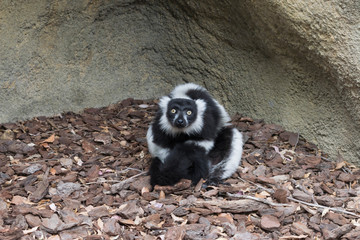 Lémur de Madagascar