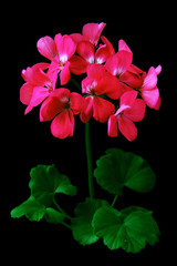 red geranium flower on a black background