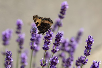 Colorful Butterfly on the blooming lavender flowers