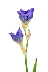 Two blue iris buds with long stem and green leaf isolated on white background. Cultivar from Tall Bearded (TB) iris garden group