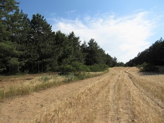 Fototapeta premium Summer landscape. The road in a pine forest. Blue sky with clouds.