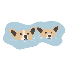 corgi swimming