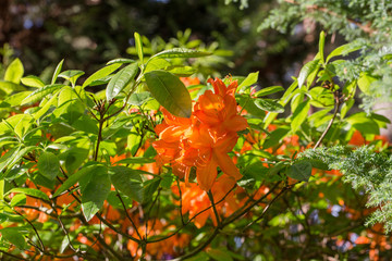 Red rhododendron Nova Zembla, lush bloom in the nursery of rhododenrons.