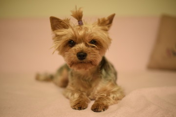 my,dog,paris,york,pies