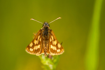 Moth Loxostege sticticalis on plant