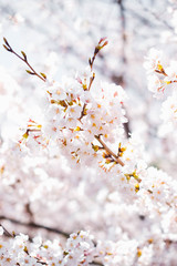 Full Bloom 
