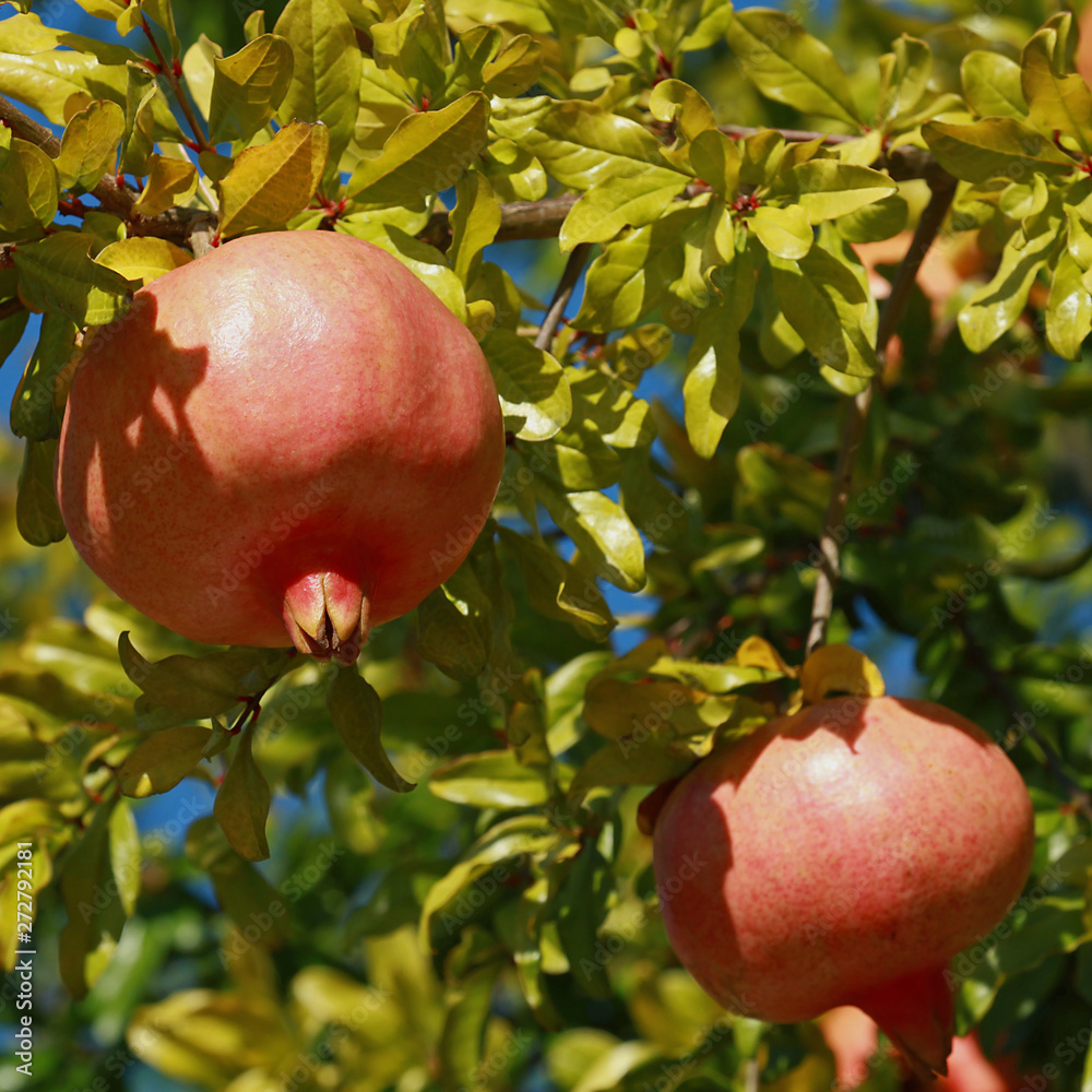 Canvas Prints Grenades dans l'arbre	