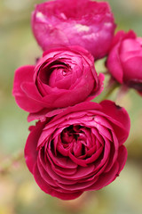 Scented Red Rose in the Garden