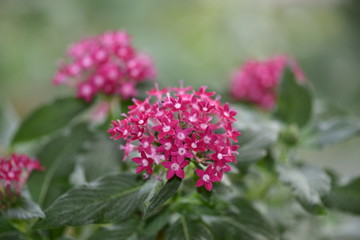 Indoor plant pentas with red flowers in a pot
