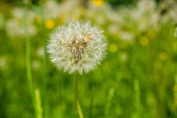 Obraz premium dandelion on background of green grass