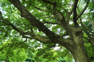 風景　新緑　木　木陰　茨城