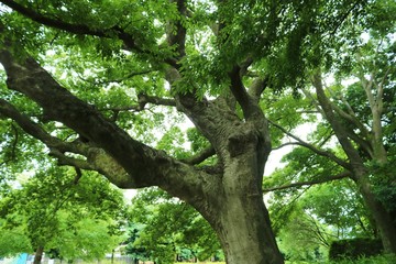 風景　新緑　木　木陰　茨城
