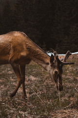 deer in the forest