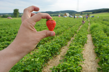 People working in a strawberries field and a worker hold a strawberry in the hand