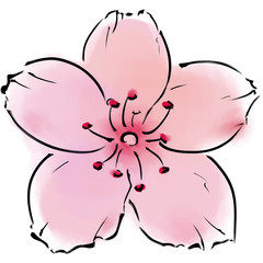 Imitation of ink and watercolour illustration. Sakura blossom.