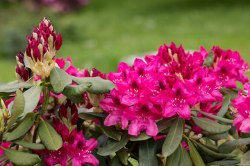 Blooming red flowers of Rhodenrona. A great decoration for any garden