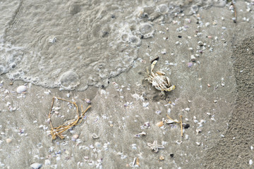 crab carcass on a sandy beach surrounded with sea shells. concept of a marine life, water pollution and climate change